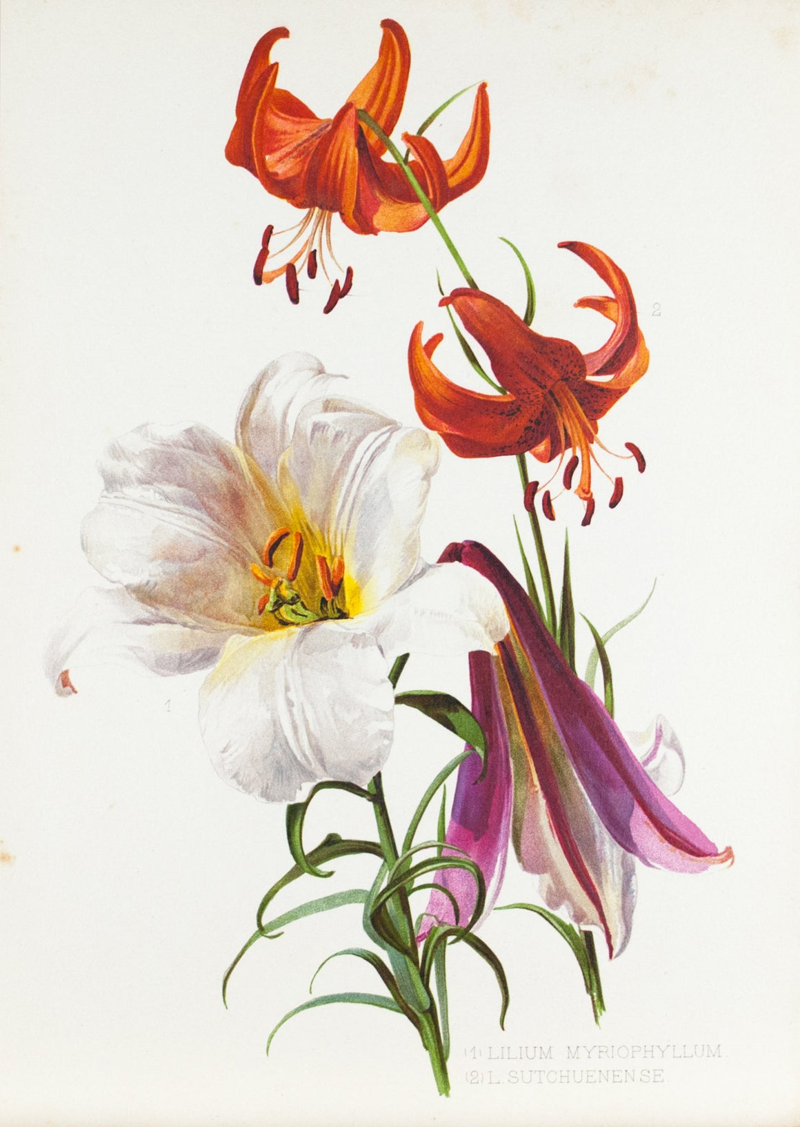 Royal Lily 1905 Henry Moon Botanical Flower Print