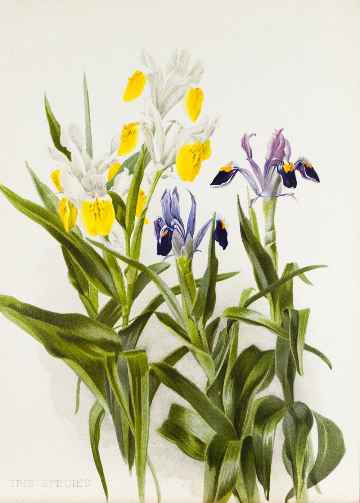 Iris Species 1905 Henry Moon Botanical Flower Print