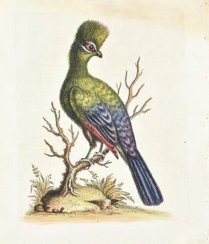 Touraco  by George Edwards  c. 1743 Hand Colored Antique Bird Print