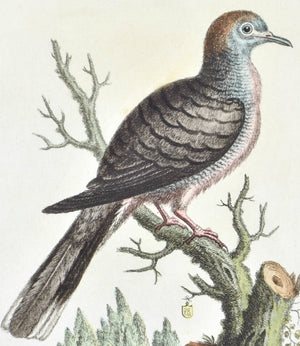 Dove from the East Indies by George Edwards c. 1743 Antique Bird Print