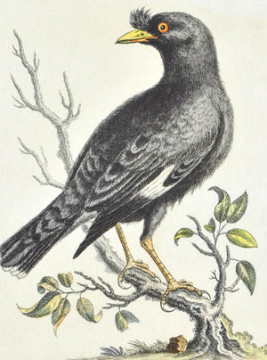 The Chinese Starling or Black-Bird by George Edwards c. 1743 Bird Print