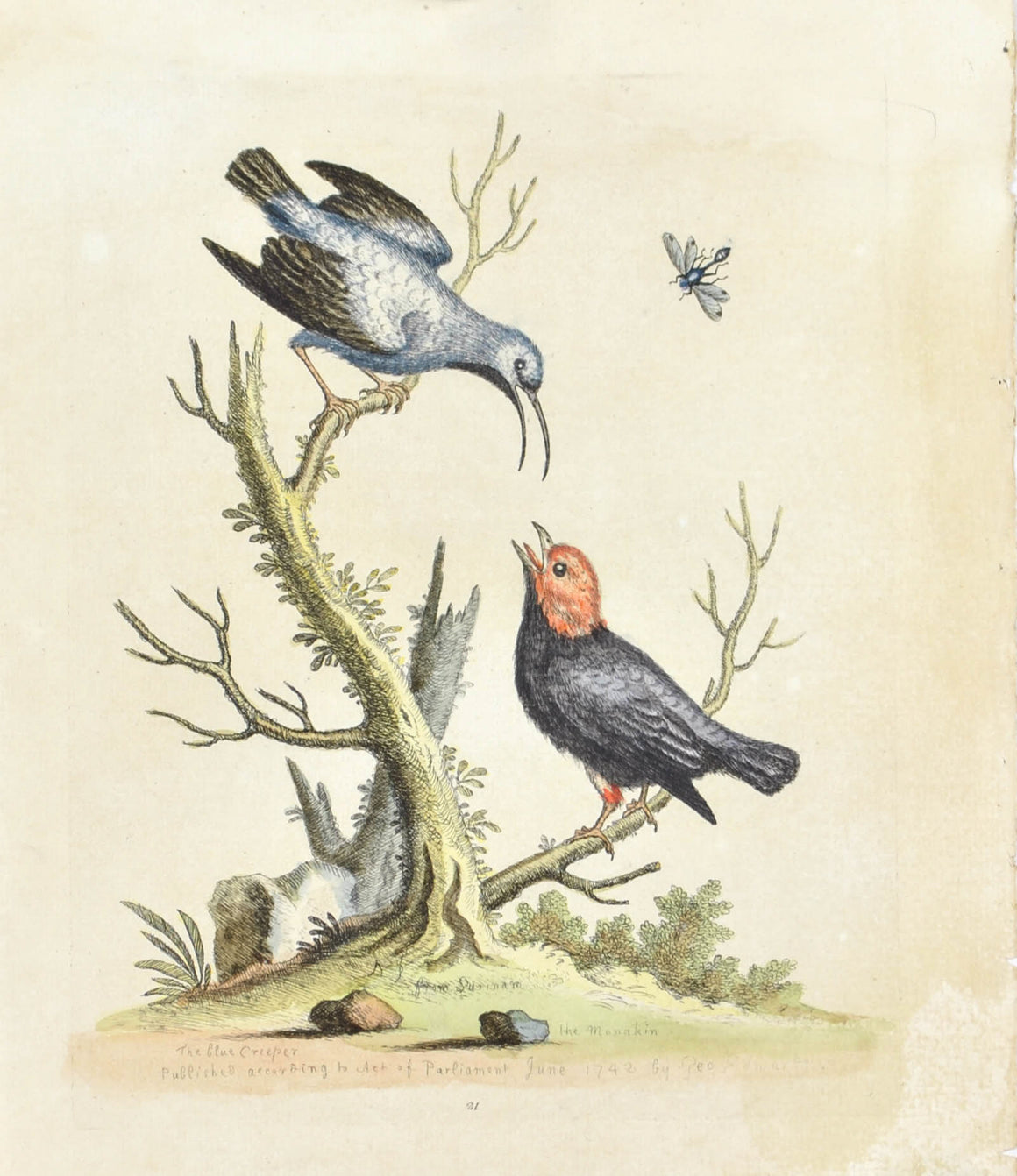 The Blue Creeper from Surinam by George Edwards c. 1743 Antique Bird Print