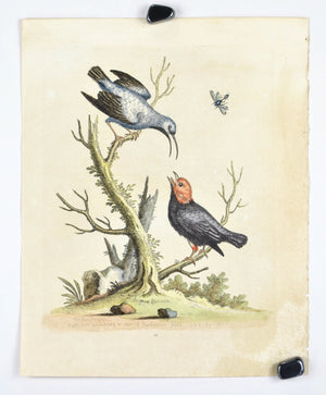 The Blue Creeper from Surinam by George Edwards c. 1743 Antique Bird Print