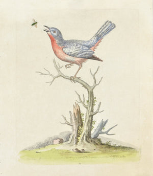 The Blue Red Breast by George Edwards c. 1743 Hand Colored Antique Bird Print