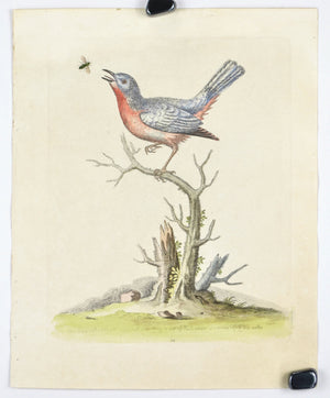The Blue Red Breast by George Edwards c. 1743 Hand Colored Antique Bird Print