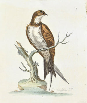 The Greatest Martin or Swift by George Edwards  c. 1743 Antique Bird Print