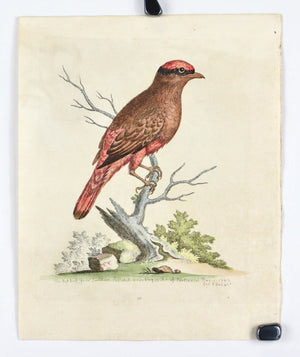 The Red Bird from Surinam by George Edwards c. 1743 Antique Bird Print