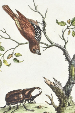 The Gowry Bird from East Indies by George Edwards c. 1743 Antique Bird Print