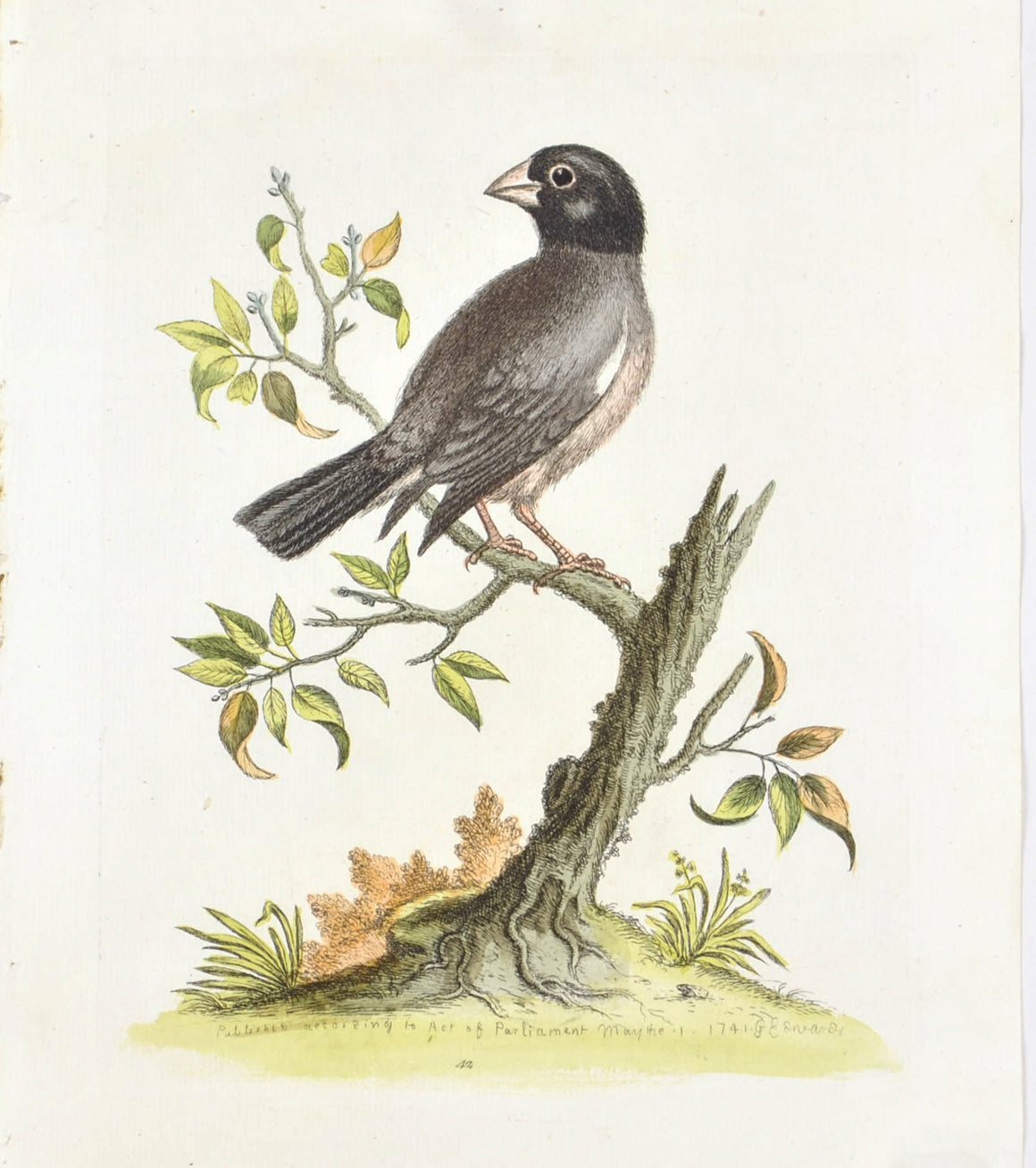 Hen Padda or Rice bird by George Edwards c. 1743 Antique Bird Print