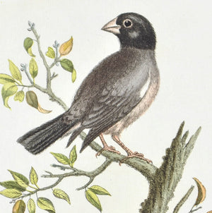 Hen Padda or Rice bird by George Edwards c. 1743 Antique Bird Print