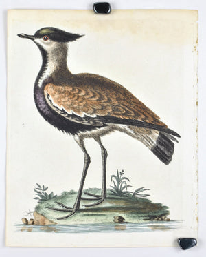 Black-breasted Indian Plover by George Edwards c. 1743 Antique Bird Print