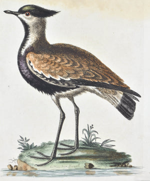 Black-breasted Indian Plover by George Edwards c. 1743 Antique Bird Print