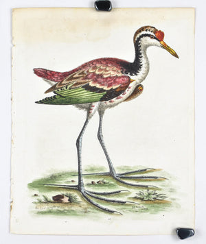 Spur-winged Water Hen by George Edwards c. 1743 Antique Bird Print