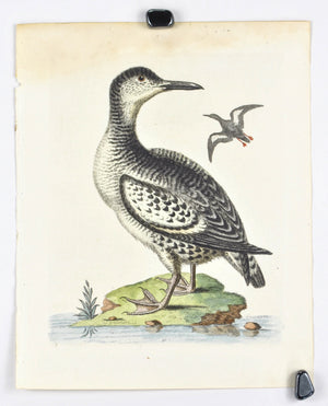 The Spotted Greenland Dove by George Edwards c. 1743 Antique Bird Print