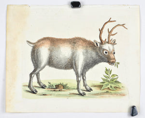 The Greenland Buck by George Edwards  c. 1743 Hand Colored Antique Bird Print