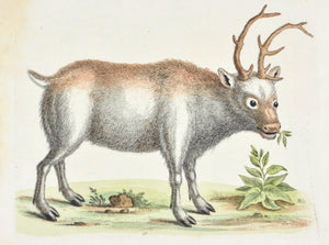 The Greenland Buck by George Edwards  c. 1743 Hand Colored Antique Bird Print