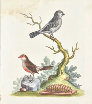 The Wax Bill & the Grey Finch by George Edwards c. 1743 Antique Bird Print