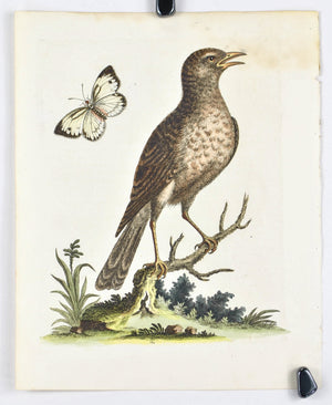 Brown Indian Thrush by George Edwards  c. 1743 Hand Colored Antique Bird Print