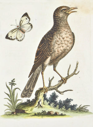 Brown Indian Thrush by George Edwards  c. 1743 Hand Colored Antique Bird Print