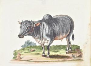 Little Indian Buffalo by George Edwards c. 1743 Antique Animal Print