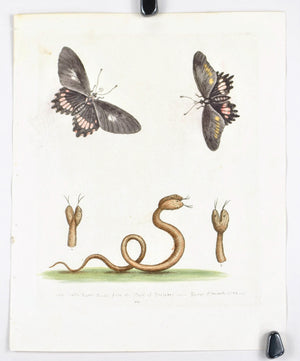 Double-headed Snake form the island of Barbados by George Edwards c. 1743 Print