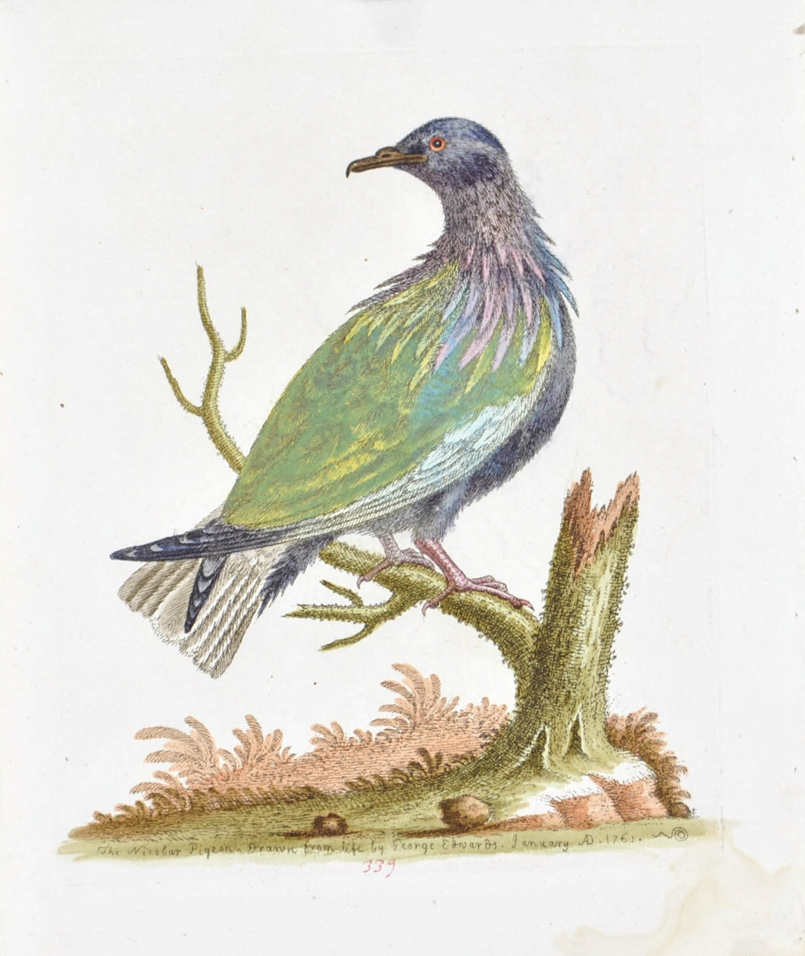 The Nicobar Pigeon by George Edwards  c. 1743 Hand Colored Antique Bird Print