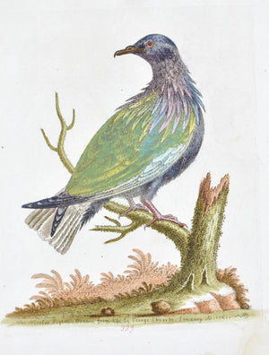 The Nicobar Pigeon by George Edwards  c. 1743 Hand Colored Antique Bird Print