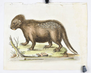 Porcupine from Hudsons Bay by George Edwards c. 1743 Antique Animal Print