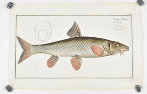 The Barbel by Marcus Bloch c. 1796 Hand Colored Antique Fish