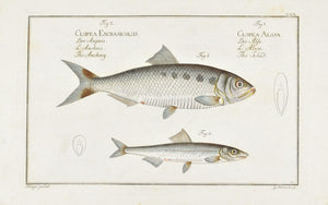 The Schad by Marcus Bloch c. 1796 Hand Colored Antique Fish Print