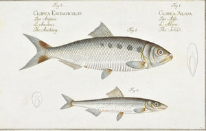 The Schad by Marcus Bloch c. 1796 Hand Colored Antique Fish Print