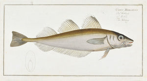 The Whiting by Marcus Bloch c. 1796 Hand Colored Antique Fish Print