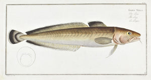 The Ling by Marcus Bloch c. 1796 Hand Colored Antique Fish Print