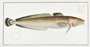 The Ling by Marcus Bloch c. 1796 Hand Colored Antique Fish Print