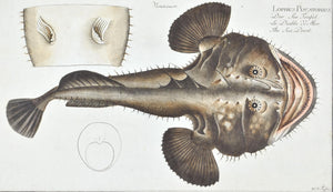 The Sea Devil by Marcus Bloch c. 1796 Hand Colored Antique Fish Print