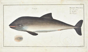 The Porposse by Marcus Bloch c. 1796 Hand Colored Antique Fish Print