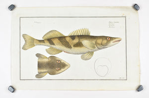 The Singel by Marcus Bloch c. 1796 Hand Colored Antique Fish Print
