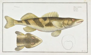 The Singel by Marcus Bloch c. 1796 Hand Colored Antique Fish Print