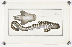 The Belted Shark by Marcus Bloch c. 1796 Hand Colored Antique Fish Print