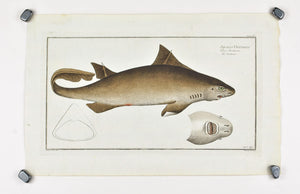 La Centrine (shark) by Marcus Bloch c. 1796 Hand Colored Antique Fish