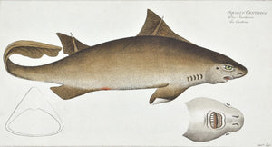 La Centrine (shark) by Marcus Bloch c. 1796 Hand Colored Antique Fish