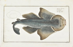 The Angel Fish (shark) by Marcus Bloch c. 1796 Hand Colored Antique Fish Print