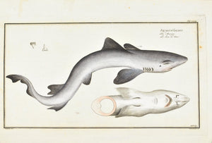The Dog of the Sea (shark) by Marcus Bloch c. 1796 Antique Fish Print