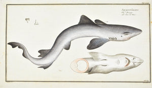 The Dog of the Sea (shark) by Marcus Bloch c. 1796 Antique Fish Print