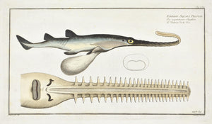 The Sawfish with Embryo by Marcus Bloch c. 1796 Hand Colored Antique Fish Print