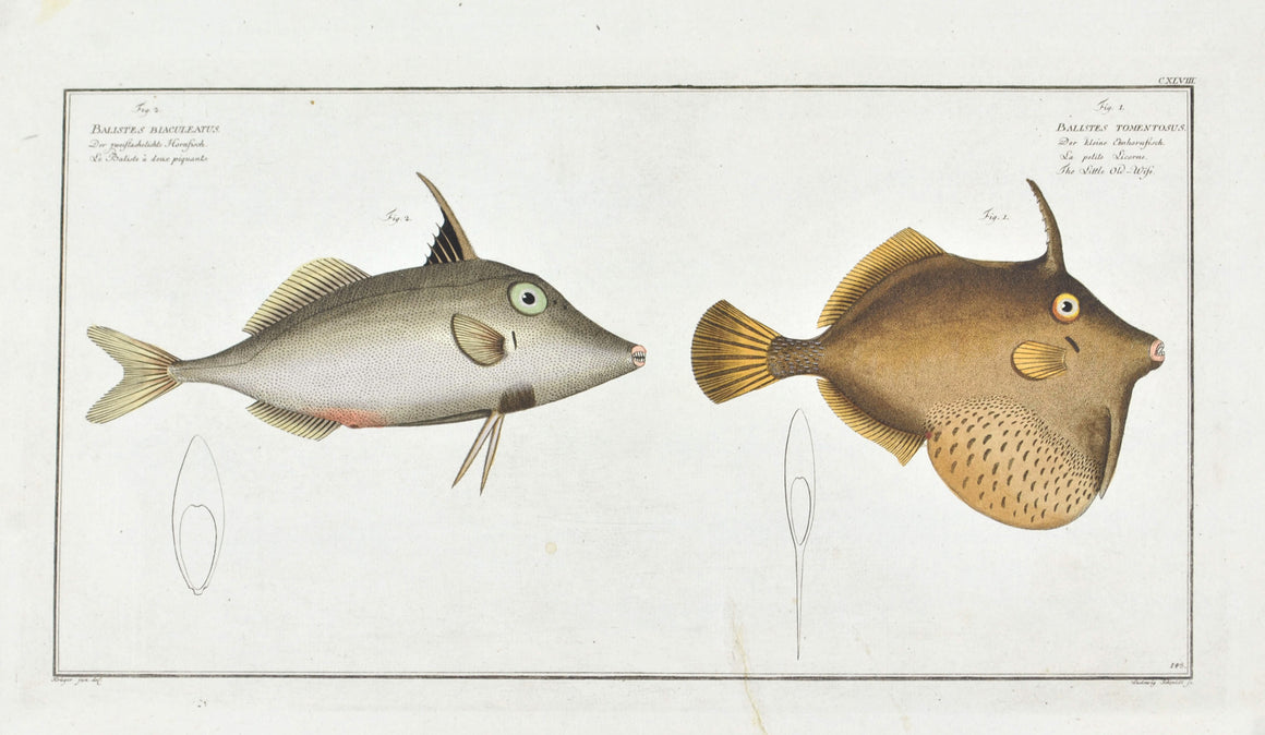 The Little Old-Wife by Marcus Bloch c. 1796 Hand Colored Antique Fish Print