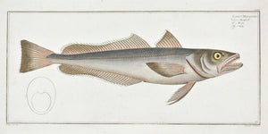 The Hake by Marcus Bloch c. 1796 Hand Colored Antique Fish Print