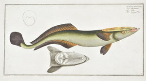 The Sucking Fish (Remora) by Marcus Bloch c. 1796 Antique Fish Print