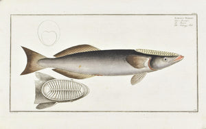 The Sucking Fish (Remora) by Marcus Bloch c. 1796 Antique Fish Print Pl.172