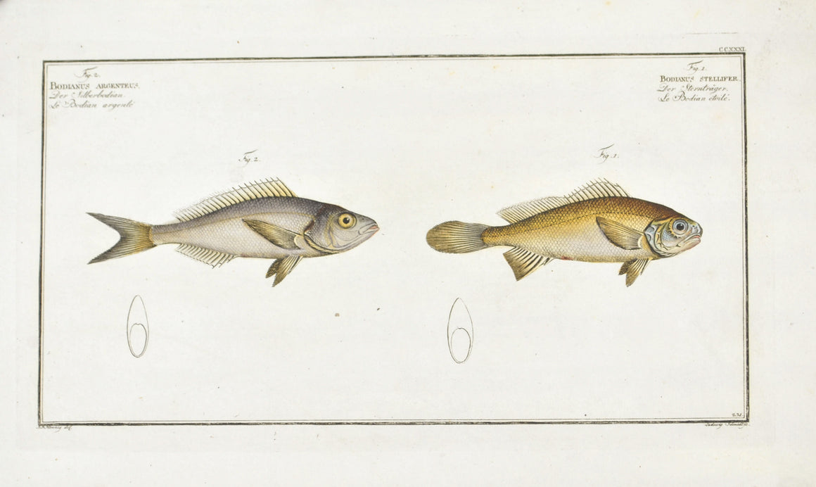 The Bodian Star by Marcus Bloch c. 1796 Hand Colored Antique Fish Print